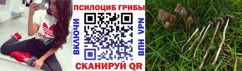 omg вход  где можно купить   Дагестанские Огни  Галлюциногенные грибы Psilocybe 
